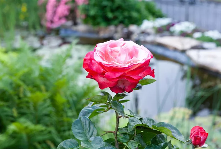 Edelrose, zweifarbig Edelrose, zweifarbig