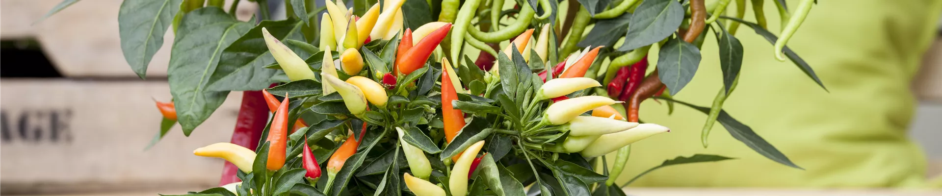 Capsicum annuum Capsicum annuum