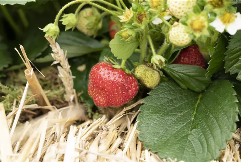 Fragaria Fragaria