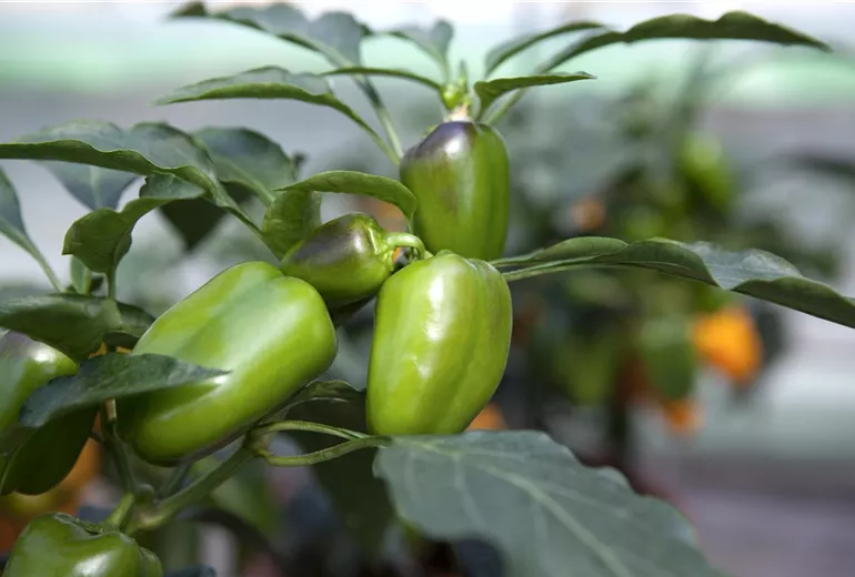 Capsicum annuum Capsicum annuum