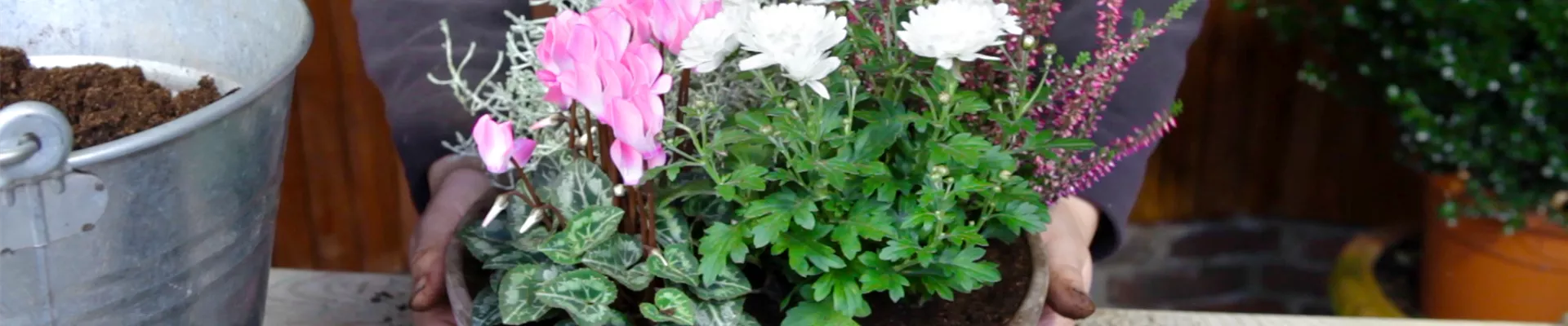 Blumenkübel - Herbstliche Bepflanzung (thumbnail) Blumenkübel - Herbstliche Bepflanzung (thumbnail)