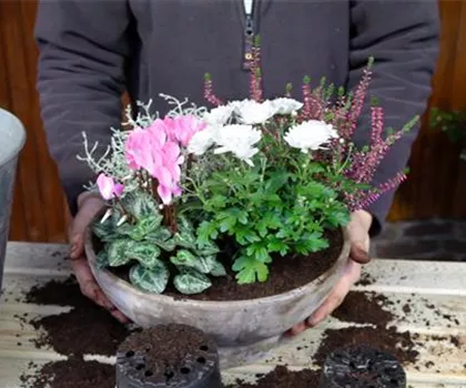 Blumenkübel - Herbstliche Bepflanzung Blumenkübel - Herbstliche Bepflanzung