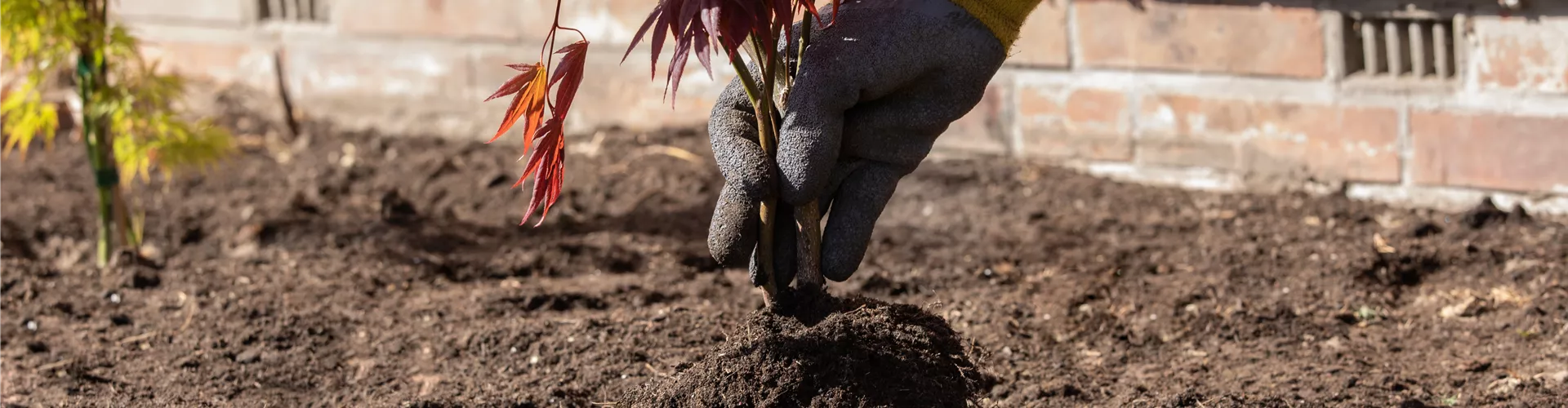 Ahorn einpflanzen Ahorn einpflanzen