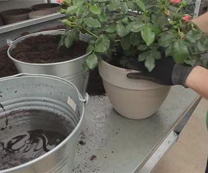 Rosen - Einpflanzen in ein Gefäß Rosen - Einpflanzen in ein Gefäß