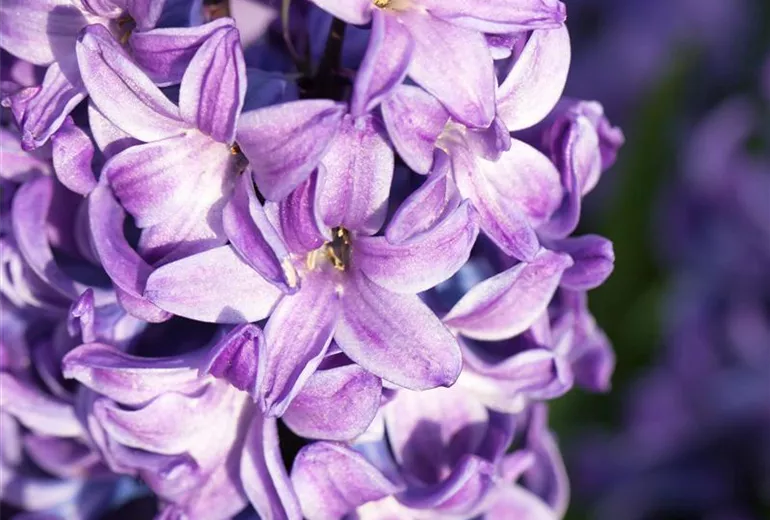 Hyacinthus orientalis 'Blue Star' Hyacinthus orientalis 'Blue Star'