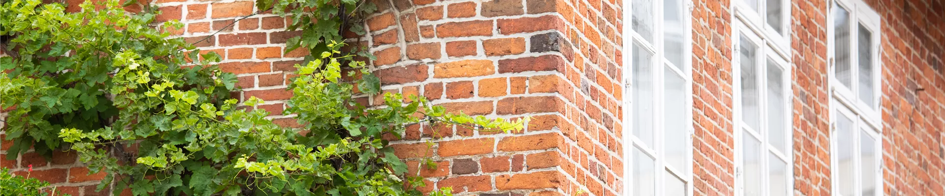 Kletterpflanzen Kletterpflanzen