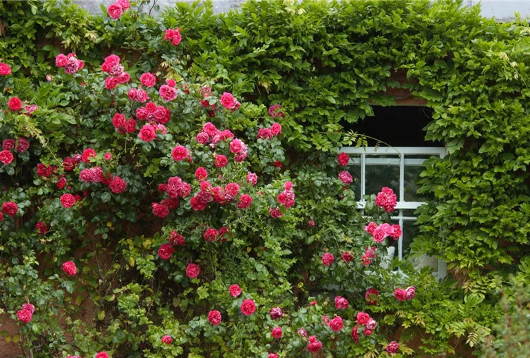 Kletterrose, rot Kletterrose, rot