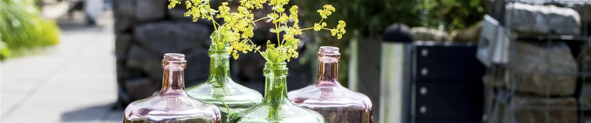 Alchemilla Alchemilla