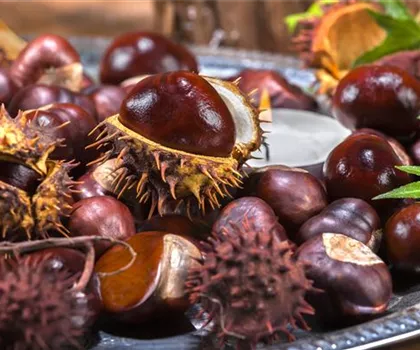 Rund um die Kastanie  Rund um die Kastanie