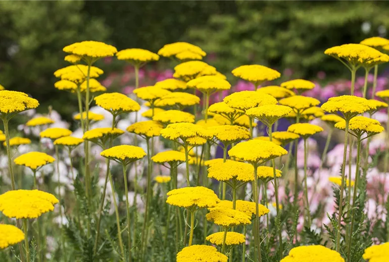 Achillea filipendulina 'Parker' Achillea filipendulina 'Parker'