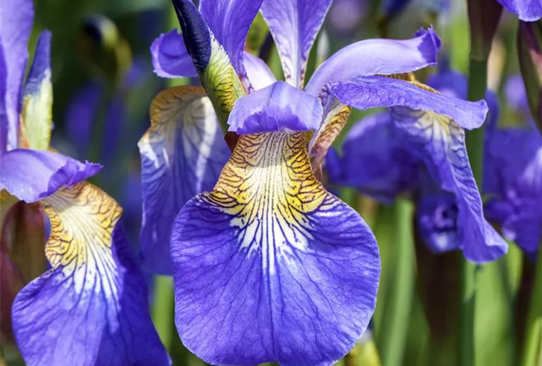 Iris sibirica Iris sibirica