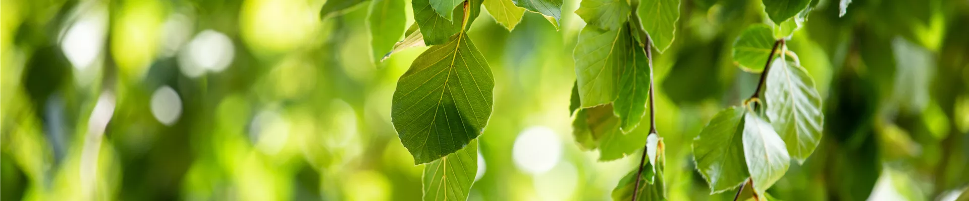 Fagus sylvatica 'Pendula'
