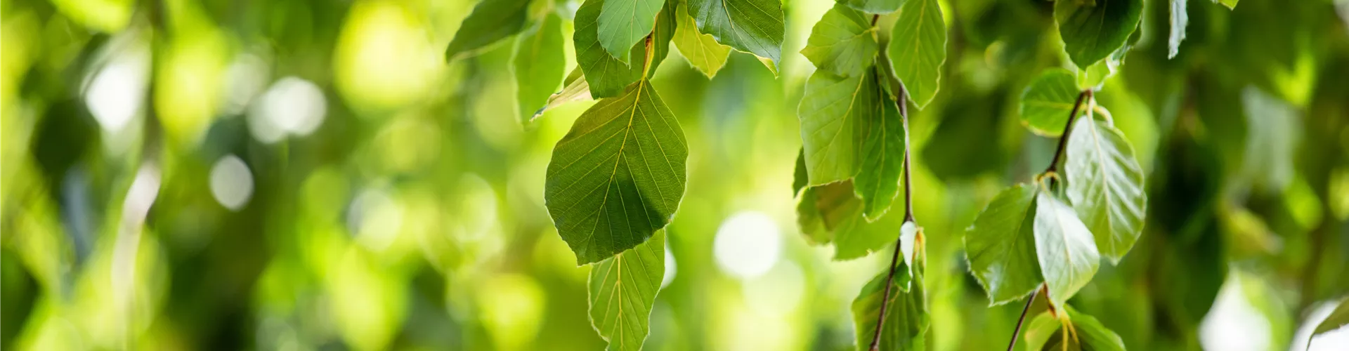 Fagus sylvatica 'Pendula' Fagus sylvatica 'Pendula'