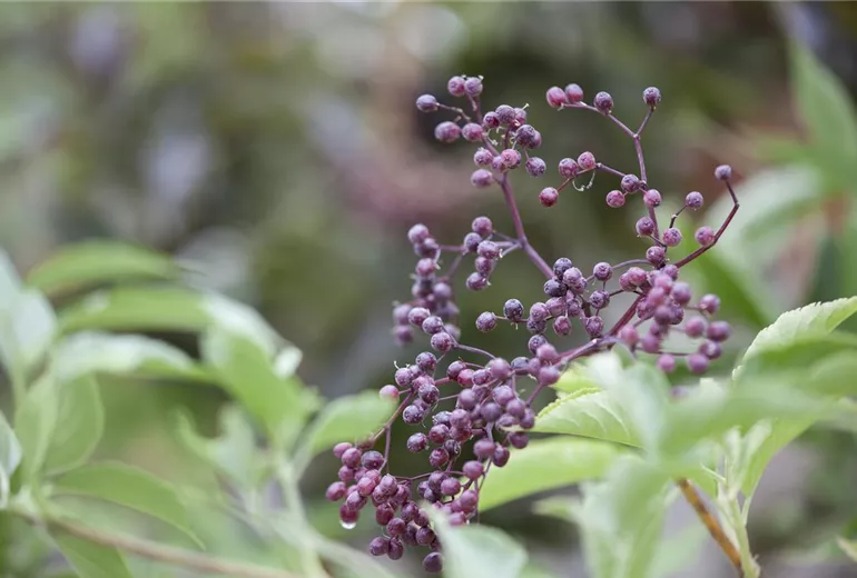 Sambucus nigra