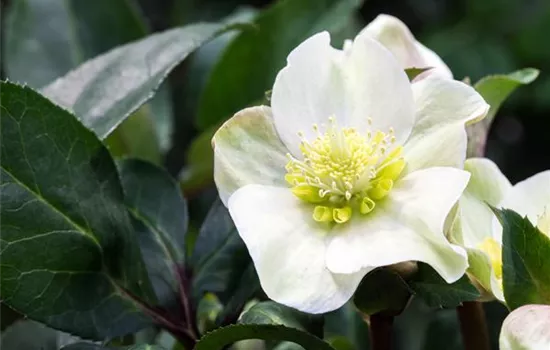Auch im Winter nicht auf blühende Pflanzen verzichten! Auch im Winter nicht auf blühende Pflanzen verzichten!