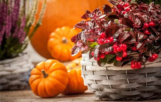 Die Haustür als Visitenkarte – Ideen für die herbstliche Dekoration Die Haustür als Visitenkarte – Ideen für die herbstliche Dekoration