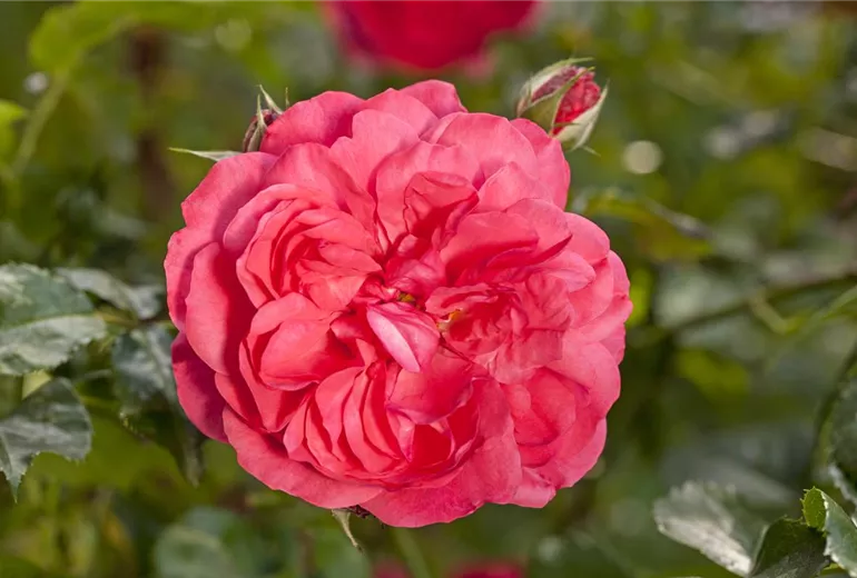 Kletterrose, karminrot Kletterrose, karminrot