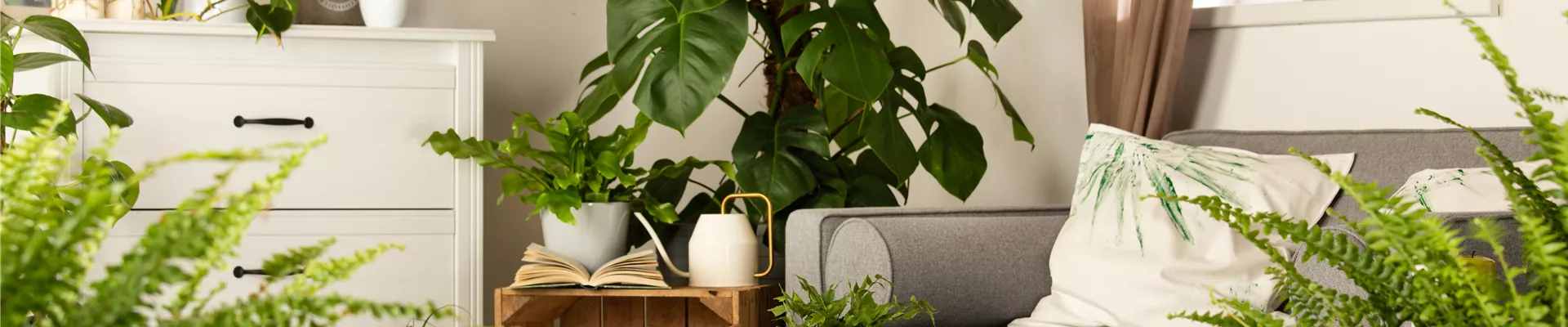 Grünpflanzen Grünpflanzen