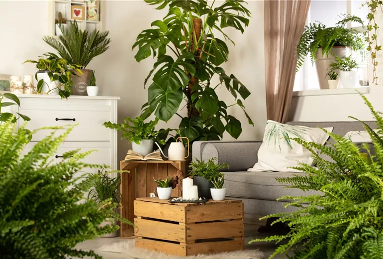 Grünpflanzen Grünpflanzen