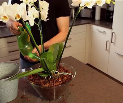 Orchidee - Einpflanzen in ein Gefäß Orchidee - Einpflanzen in ein Gefäß