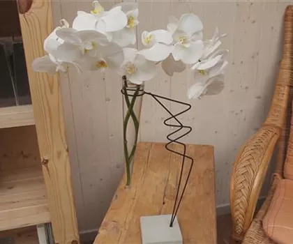 Orchidee - Anschneiden für den Heimgebrauch
