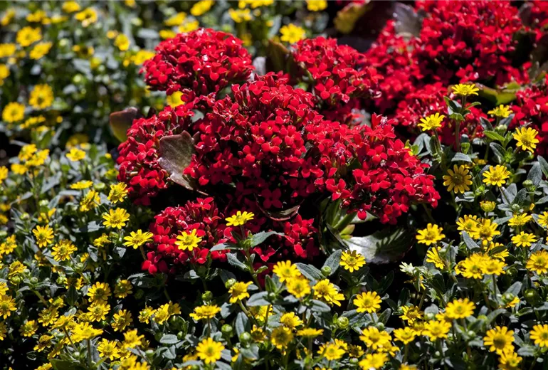 Kalanchoe blossfeldiana