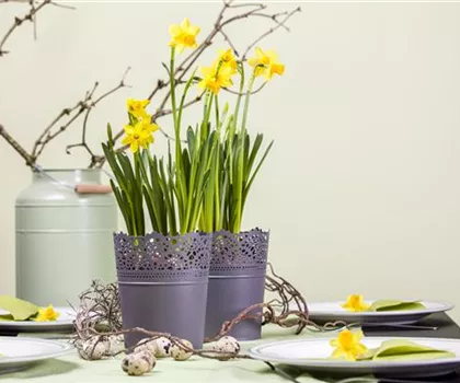 Frühblüher im Haus – Blumenzwiebeln antreiben