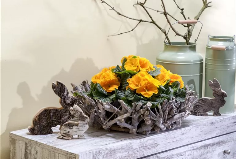 Primula vulgaris Primula vulgaris