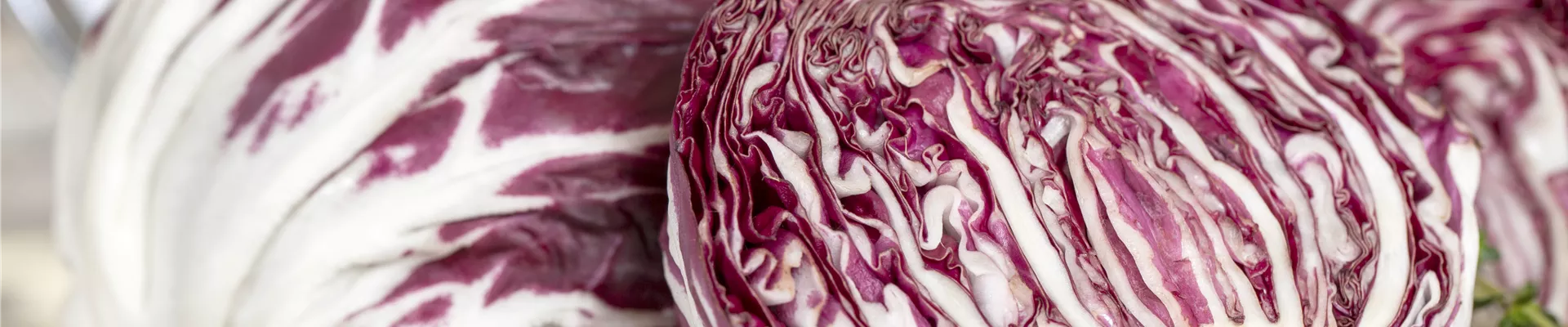 Cichorium intybus var. foliosum Cichorium intybus var. foliosum