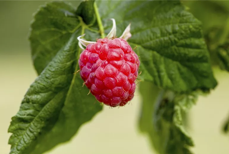 Rubus idaeus & Rubus fruticosus Rubus idaeus & Rubus fruticosus