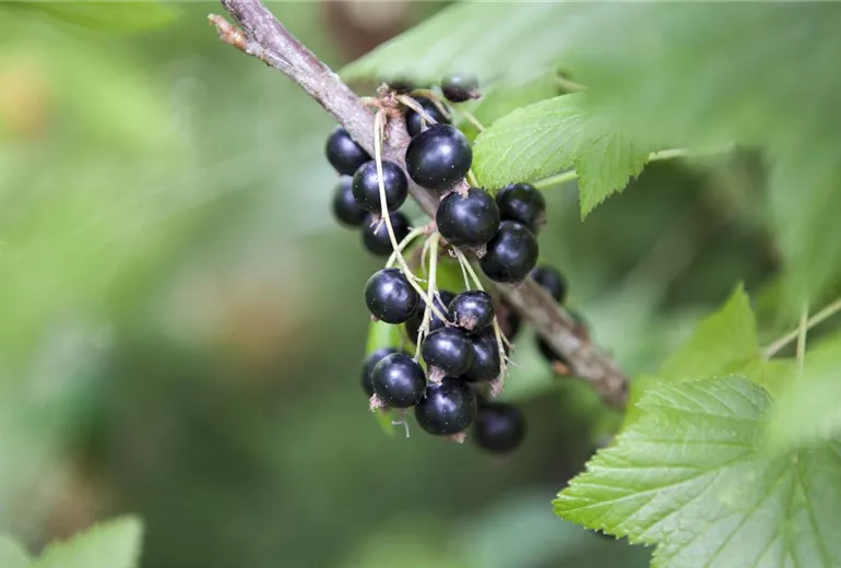 Ribes nigrum Ribes nigrum