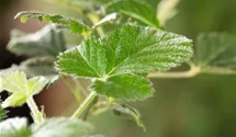 Brombeere 'Loch Ness'