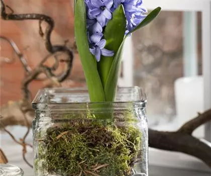 Weihnachtliche Geschenkidee: Blumenzwiebeln im Glas