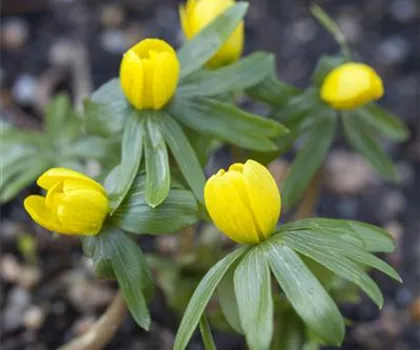 Winterlinge – erste Farbtupfer im winterlichen Garten