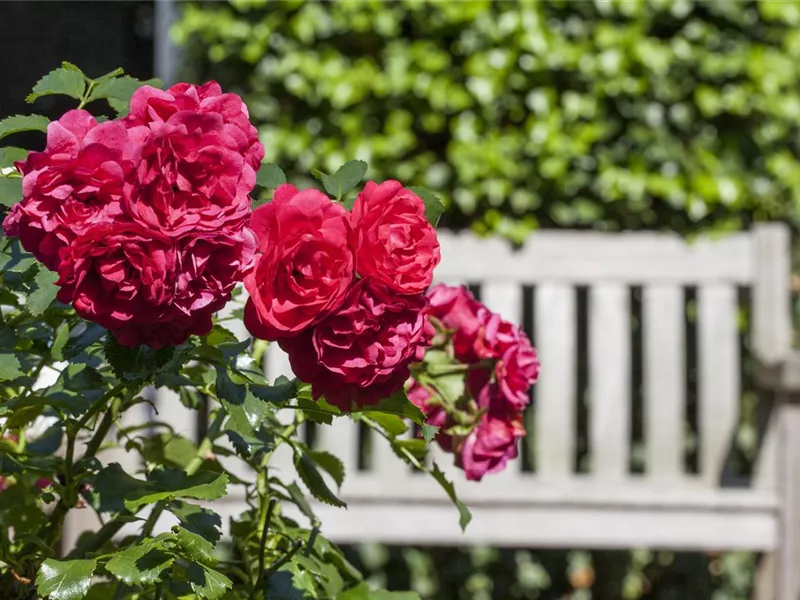 ROSEN-TAGE in Ihrer GartenBaumschule