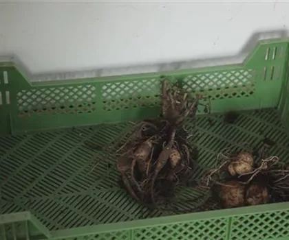 Dahlie - Überwintern Dahlie - Überwintern