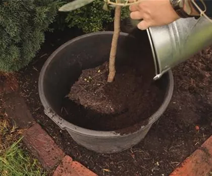 Olivenbaum - Überwintern Olivenbaum - Überwintern