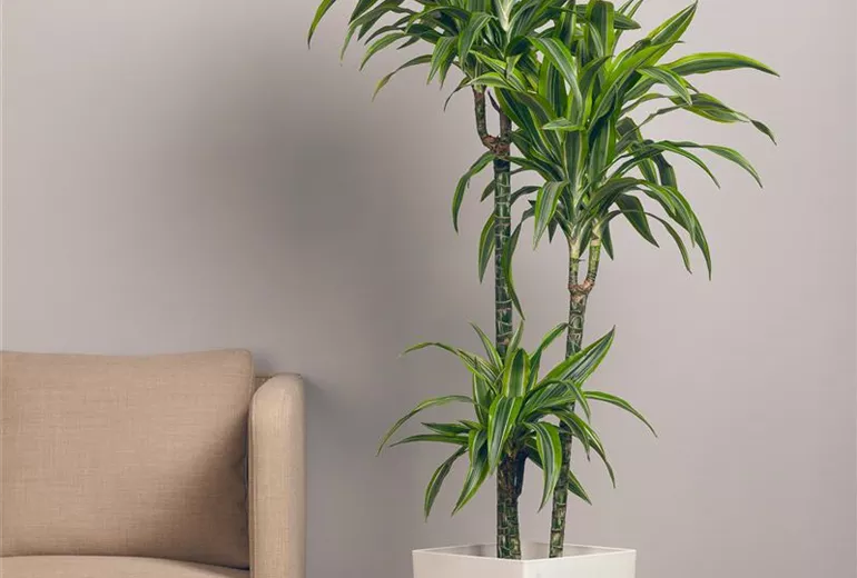 Dracaena fragrans 'Lemon Lime' Dracaena fragrans 'Lemon Lime'