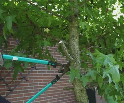 Laubgehölz - Zurückschneiden im Herbst Laubgehölz - Zurückschneiden im Herbst