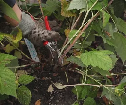 Himbeeren - Zurückschneiden im Herbst Himbeeren - Zurückschneiden im Herbst