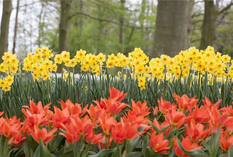 Narcissus jonquilla Narcissus jonquilla