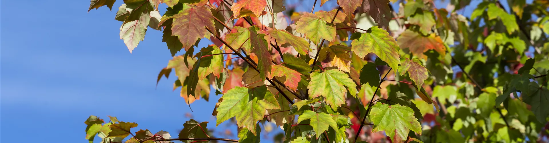 Acer rubrum Acer rubrum