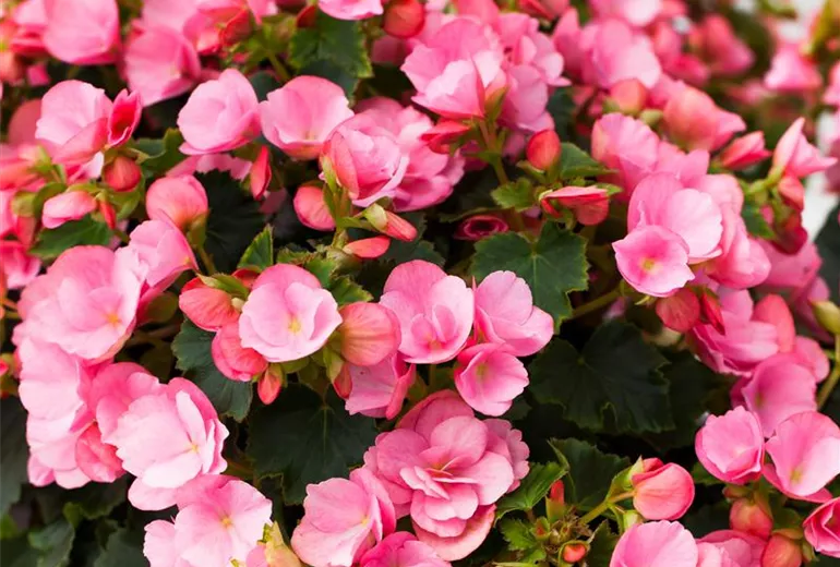 Begonia betulia 'Candy'® Begonia betulia 'Candy'®