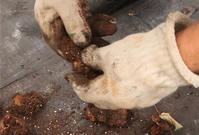 Begonien - Überwintern (Anleitung - 3) Begonien - Überwintern (Anleitung - 3)