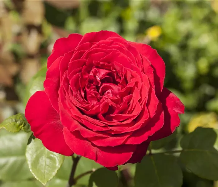 Edelrose, rot