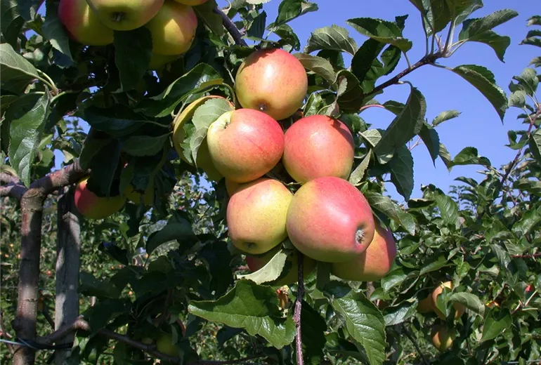 Malus domestica 'Pinova'(s) Malus domestica 'Pinova'(s)