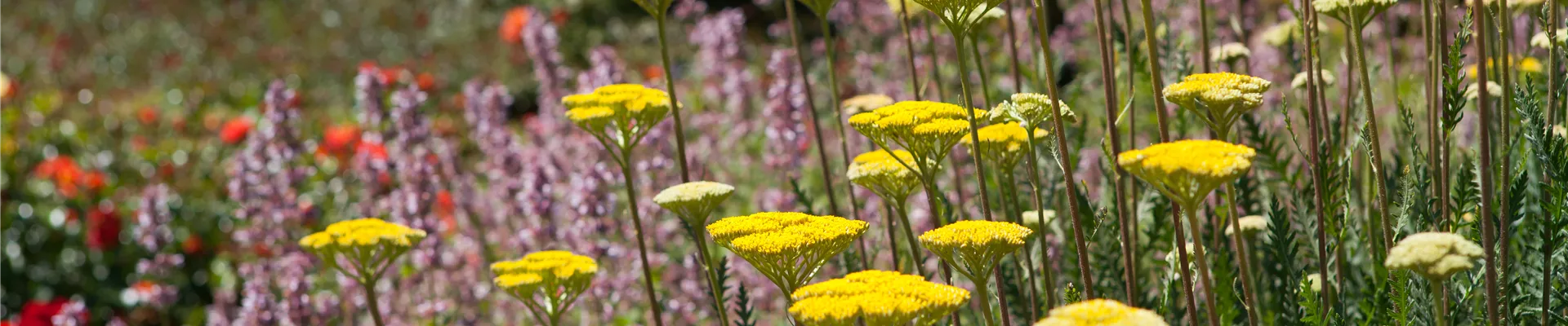 Achillea filipendulina Achillea filipendulina