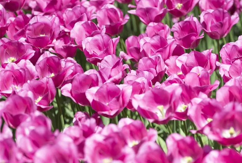 Tulipa, rosa Tulipa, rosa