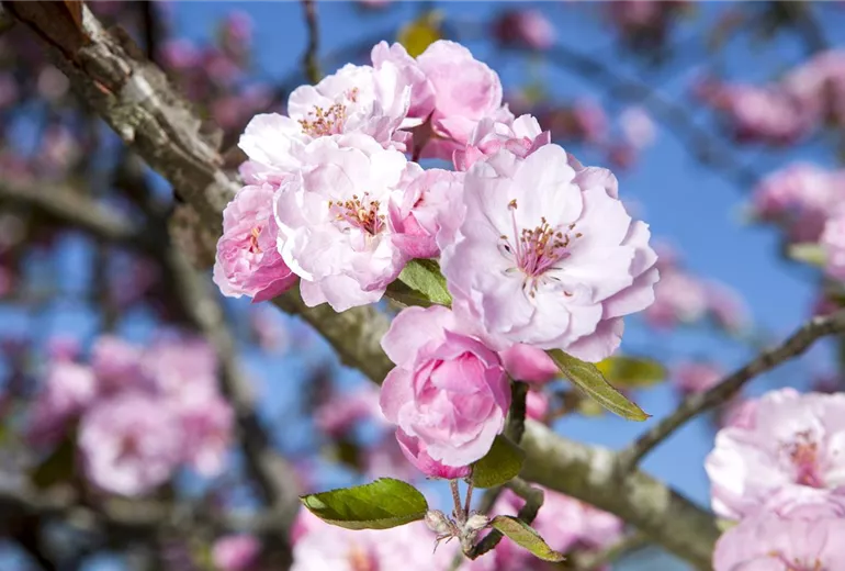 Malus 'Brandy Magic' Malus 'Brandy Magic'