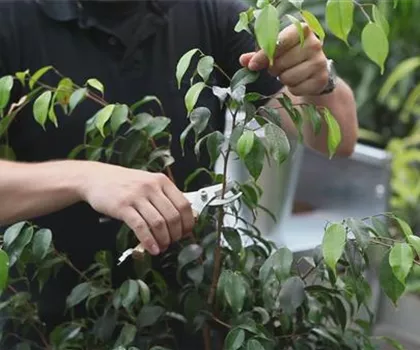 Grüne Zimmerpflanzen - Zurückschneiden und Pflegen Grüne Zimmerpflanzen - Zurückschneiden und Pflegen